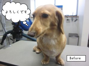 カット前ミニチュアダックス