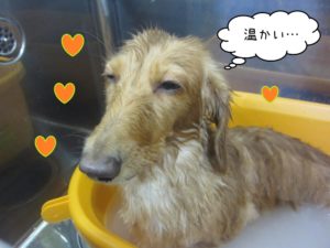 スパ中ミニチュアダックス