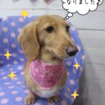 ペイズリーバンダナおすましミニチュアダックス