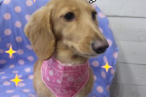 ペイズリーバンダナおすましミニチュアダックス