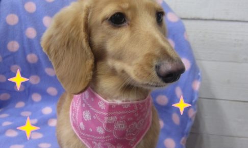 ペイズリーバンダナおすましミニチュアダックス