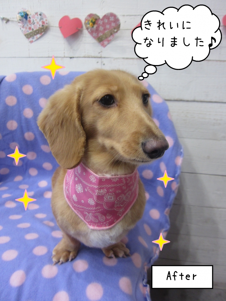 ペイズリーバンダナおすましミニチュアダックス