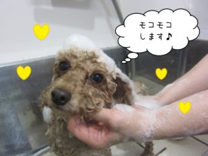 シャンプー中トイプードル