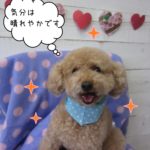 笑顔トイプードル