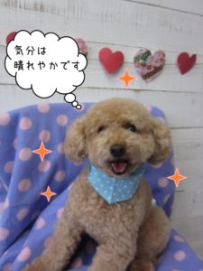 笑顔トイプードル