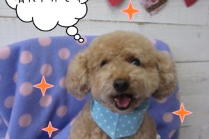 笑顔トイプードル