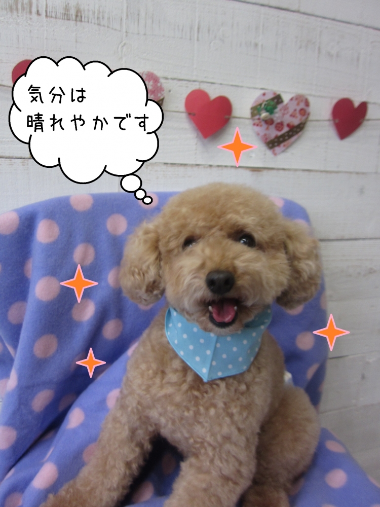 笑顔トイプードル