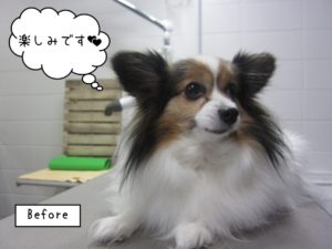 カット前パピヨン