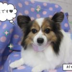 くつろぎパピヨン