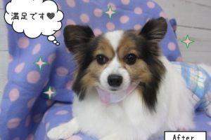 くつろぎパピヨン