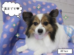 くつろぎパピヨン