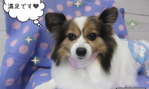 くつろぎパピヨン