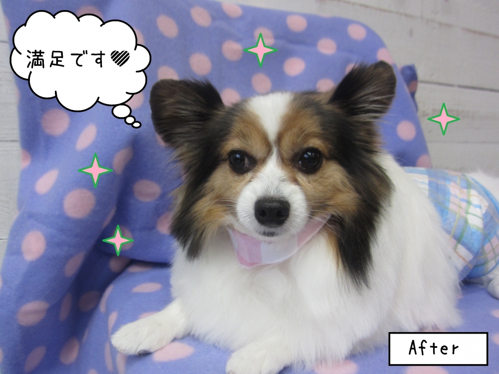 くつろぎパピヨン