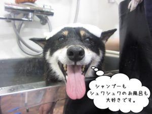 スパ中柴犬