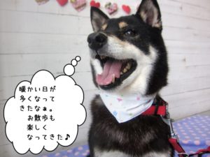 笑顔柴犬