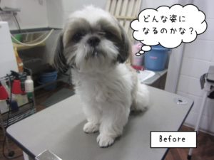 カット前シーズー