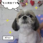 すっきりシーズー