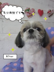 すっきりシーズー