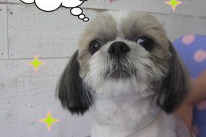 すっきりシーズー