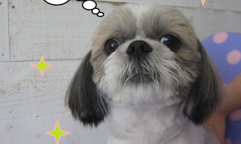 すっきりシーズー