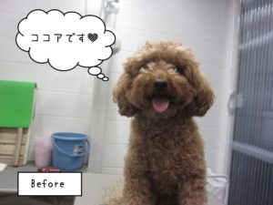 カット前ココア