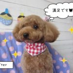 おすましトイプードル