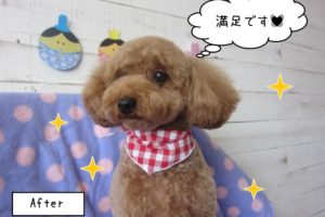 おすましトイプードル