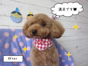 おすましトイプードル