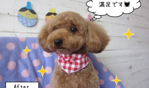 おすましトイプードル