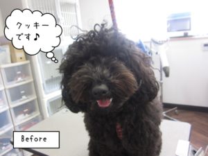 カット前トイプードル