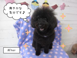 カット後トイプードル