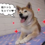 笑顔柴犬