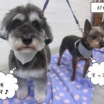 仲良しMシュナヨーキー