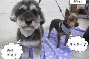 仲良しMシュナヨーキー