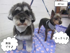 仲良しMシュナヨーキー