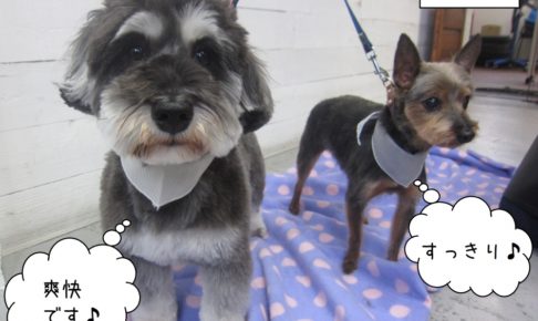仲良しMシュナヨーキー