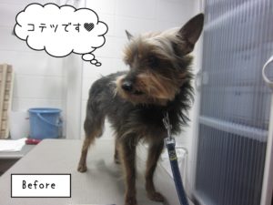 カット前ヨーキー