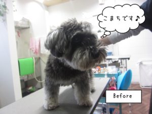 カット後Mシュナ