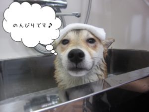 スパ中柴犬