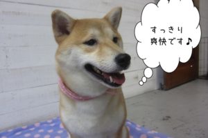 笑顔柴犬