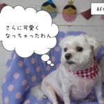 おすましマルチーズ