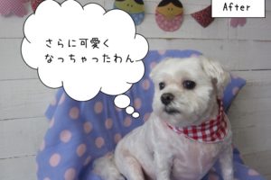 おすましマルチーズ