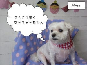 おすましマルチーズ