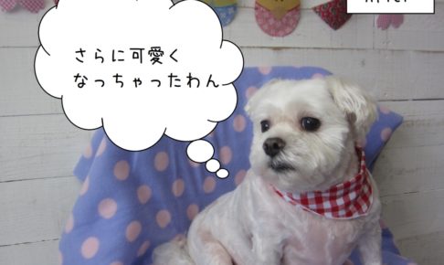 おすましマルチーズ