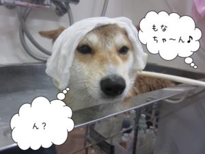 スパ中柴犬