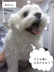 カット前マルチーズ