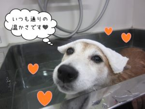 スパ中柴犬