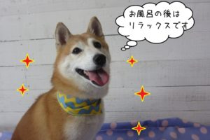 笑顔柴犬
