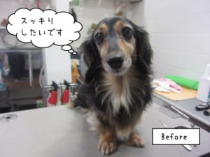 カット前ミニチュアダックス