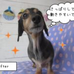 すっきりミニチュアダックス